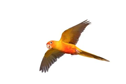 Parrot Stock-Fotos