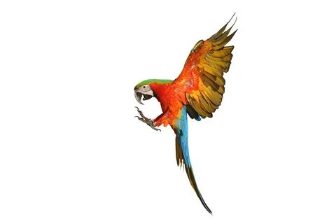 Parrot 스톡 사진