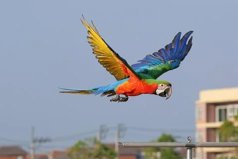 Parrot Stock Photos