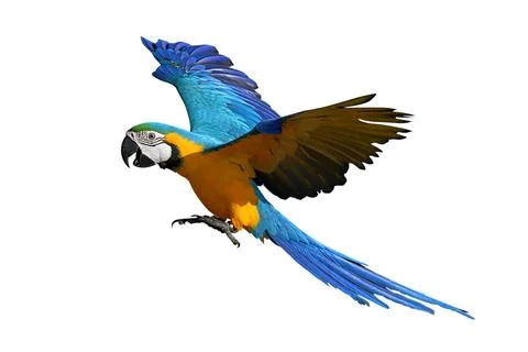 Parrot Stock-Fotos