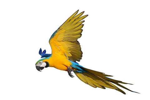 Parrot Stock Photos