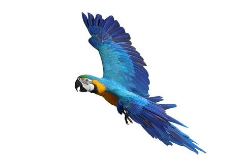 Parrot Stock Photos