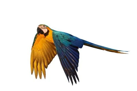 Parrot Stock Photos