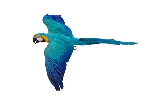 Parrot 스톡 사진