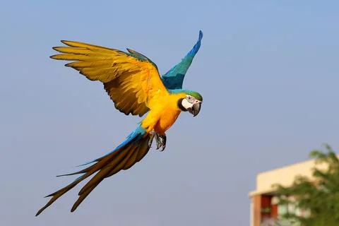 Parrot Foto stock
