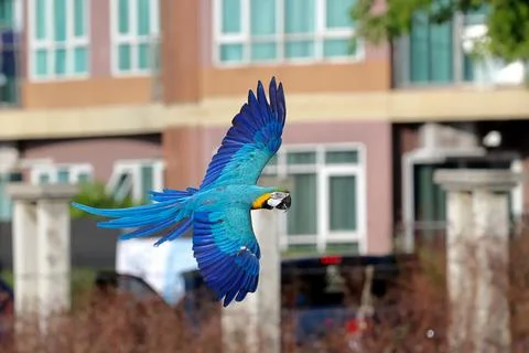 Parrot 스톡 사진