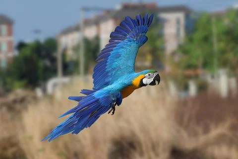 Parrot Foto stock