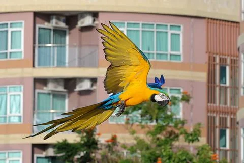 Parrot Foto stock