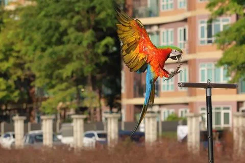 Parrot Foto stock