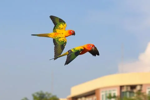 Parrot Stock-Fotos