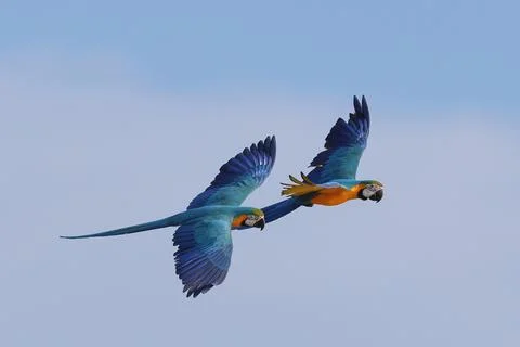Parrot Stock Photos