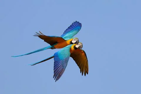 Parrot Foto stock