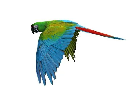 Parrot Stock Photos