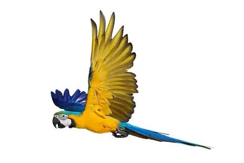 Parrot Stock Photos