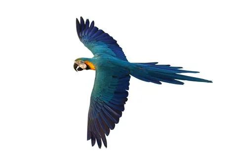 Parrot Stock Photos