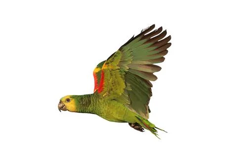 Parrot Stock Photos