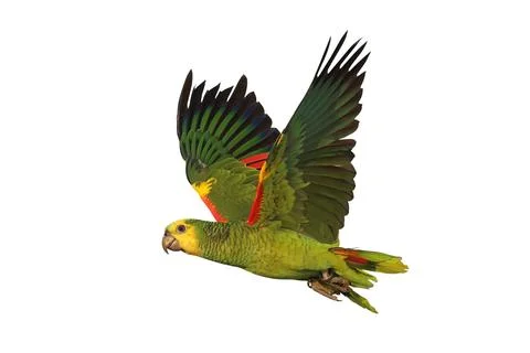 Parrot 스톡 사진