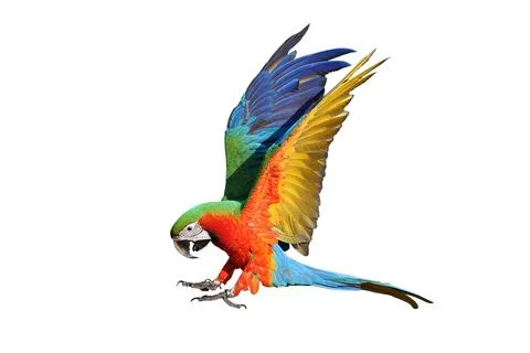 Parrot Stock Photos