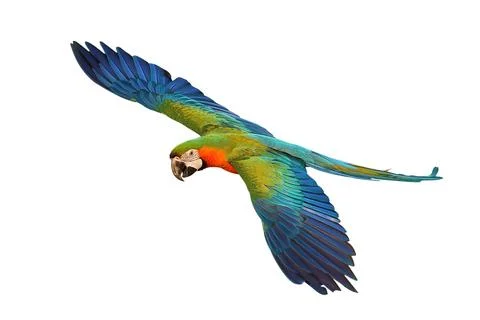 Parrot Stock Photos