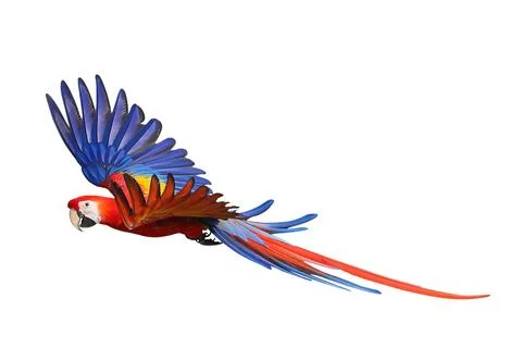 Parrot 스톡 사진