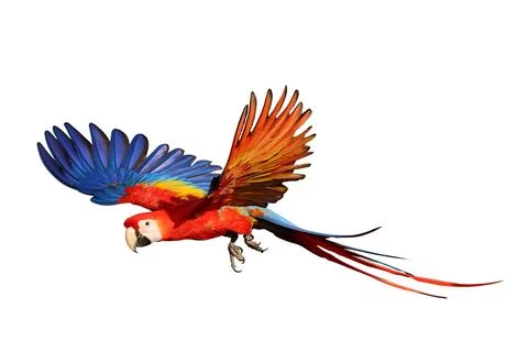 Parrot Stock Photos