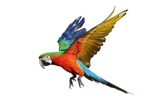 Parrot Fotos Stock