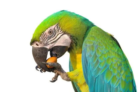Parrot Stock Photos