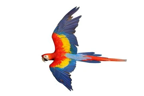 Parrot Stock Photos