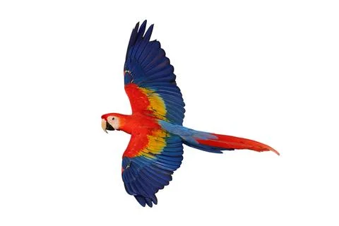 Parrot Stock Photos