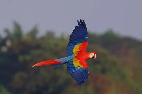 Parrot Stock Photos