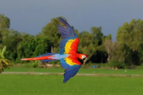 Parrot Stock Photos