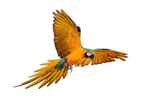 Parrot Fotos Stock