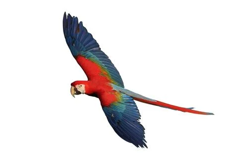 Parrot Stock Photos