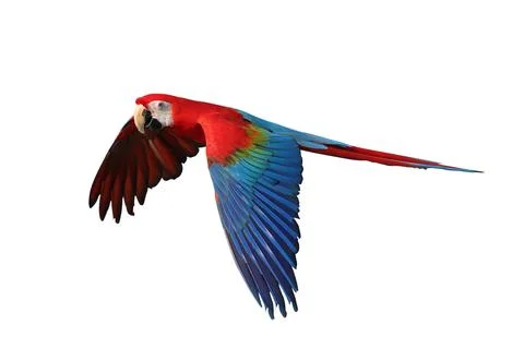 Parrot 스톡 사진