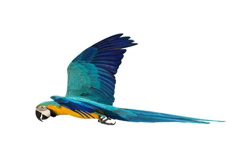 Parrot Stock Photos