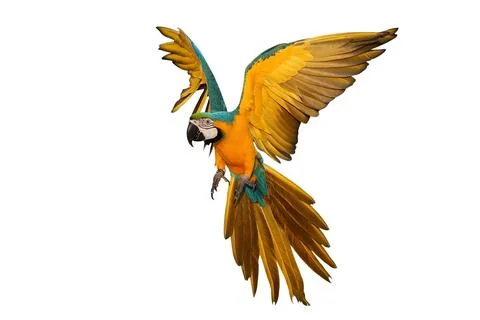 Parrot Stock Photos