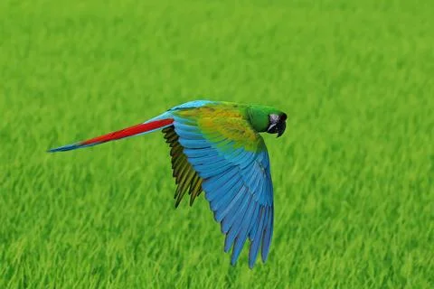 Parrot Stock Photos