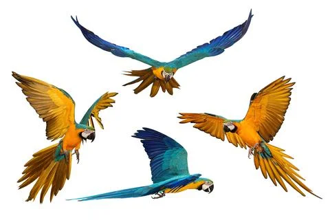Parrot 스톡 사진