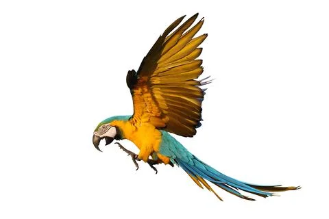 Parrot Stock-Fotos