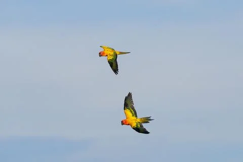 Parrot 스톡 사진
