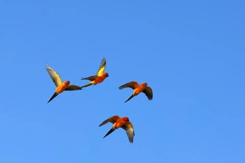 Parrot Foto stock