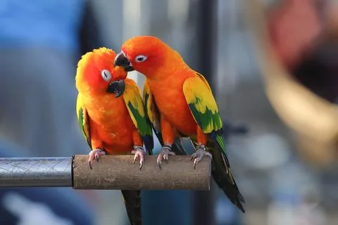 Parrot Stock Photos