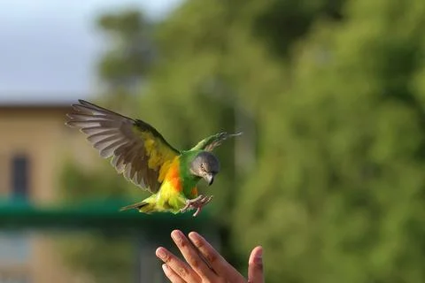 Parrot Stock Photos