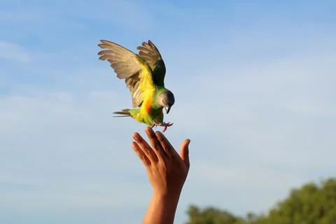 Parrot Stock Photos