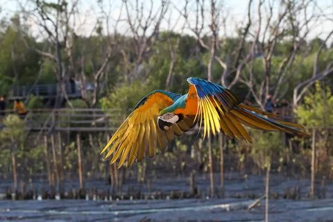 Parrot Stock-Fotos