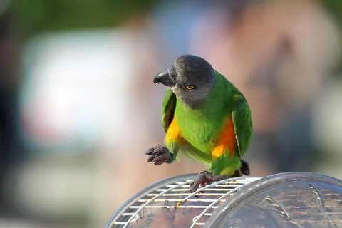 Parrot 스톡 사진