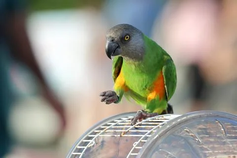 Parrot Stock Photos