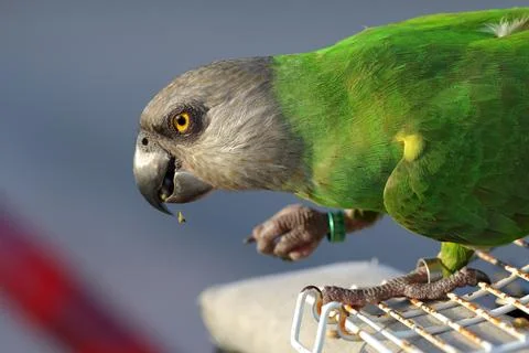 Parrot Stock Photos