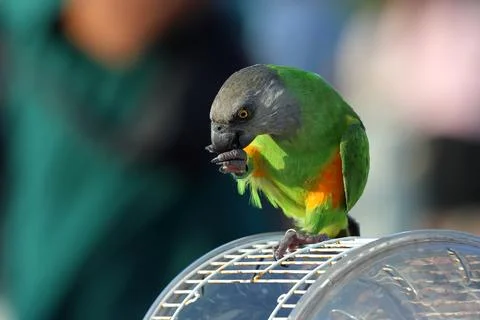 Parrot Stock Photos