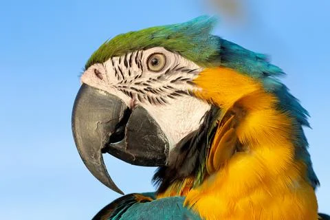 Parrot 스톡 사진